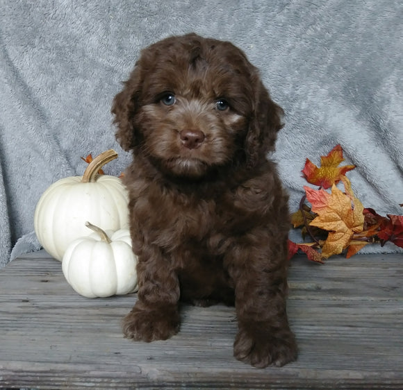 F1B Mini Labradoodle For Sale Millersburg, OH Male- Calvin