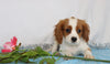 AKC Registered Cavalier King Charles Spaniel For Sale Wooster, OH Female- Camille