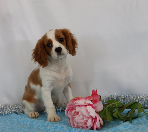 AKC Registered Cavalier King Charles Spaniel For Sale Wooster, OH Female- Camille