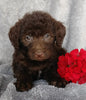 Mini F1B Labradoodle For Sale Millersburg, OH Female- Candy