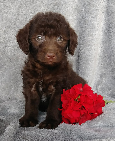 Mini F1B Labradoodle For Sale Millersburg, OH Female- Candy