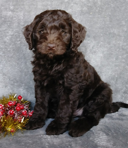 Mini Labradoodle For Sale Millersburg, OH Male- Candy Cane