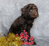Mini Labradoodle For Sale Millersburg, OH Male- Candy Cane