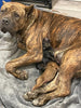 AKC Registered Cane Corso For Sale Louisville, OH Female- Athena