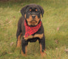 AKC Registered Rottweiler For Sale Sugarcreek, OH Female- Cece