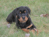 AKC Registered Rottweiler For Sale Sugarcreek, OH Female- Cece