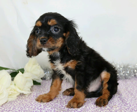AKC Registered Cavalier King Charles Spaniel For Sale Wooster, Male- Chad