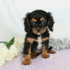 AKC Registered Cavalier King Charles Spaniel For Sale Wooster, Male- Chad