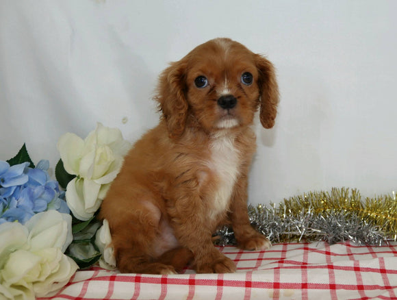 AKC Registered Cavalier King Charles Spaniel For Sale Wooster, OH Male- Chad