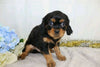 AKC Registered Cavalier King Charles Spaniel For Sale Wooster, OH Male- Chad