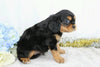 AKC Registered Cavalier King Charles Spaniel For Sale Wooster, OH Male- Champ
