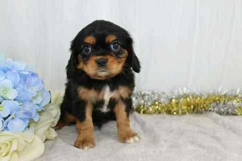 AKC Registered Cavalier King Charles Spaniel For Sale Wooster, OH Male- Champ