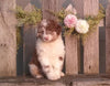 Mini Aussiedoodle For Sale Fredericksburg, OH Male- Champ