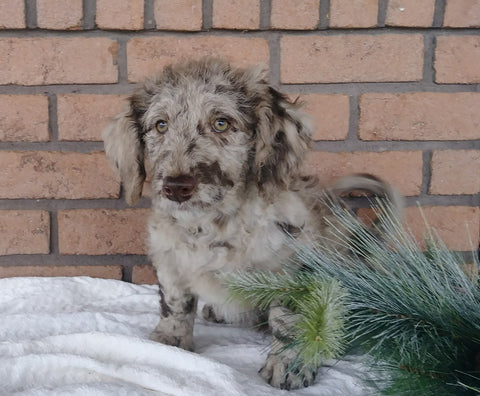 Medium F1B Labradoodle For Sale Millersburg, OH Male- Champ