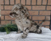 Medium F1B Labradoodle For Sale Millersburg, OH Male- Champ