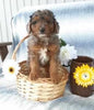 Aussiedoodle For Sale Holmesville, OH Male- Champ