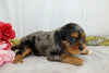 AKC Registered Cavalier King Charles Spaniel For Sale Wooster, OH Female- Charla