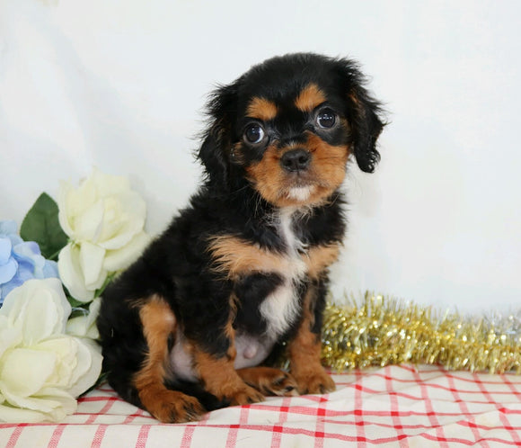 AKC Registered Cavalier King Charles Spaniel For Sale Wooster, OH Male- Charles