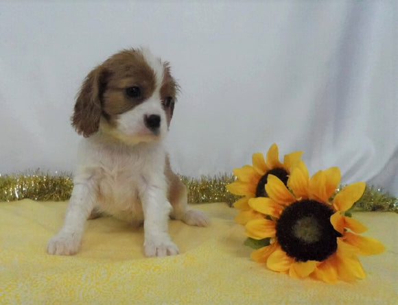 AKC Registered Cavalier King Charles Spaniel For Sale Wooster OH, Male- Charles