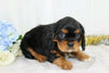 AKC Registered Cavalier King Charles Spaniel For Sale Wooster, OH Male- Charles