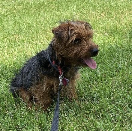Yorkshire Terrier For Sale Wooster, OH Male- Charles