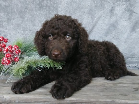 Medium F1B Labradoodle For Sale Millersburg, OH Female- Charlotte