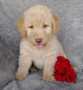 Mini F1B Labradoodle For Sale Millersburg, OH Male- Chase