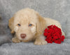 Mini F1B Labradoodle For Sale Millersburg, OH Male- Chase