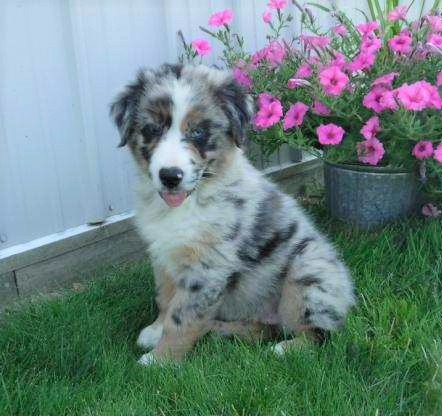 Australian Shepherd For Sale Baltic, OH Male- Chase