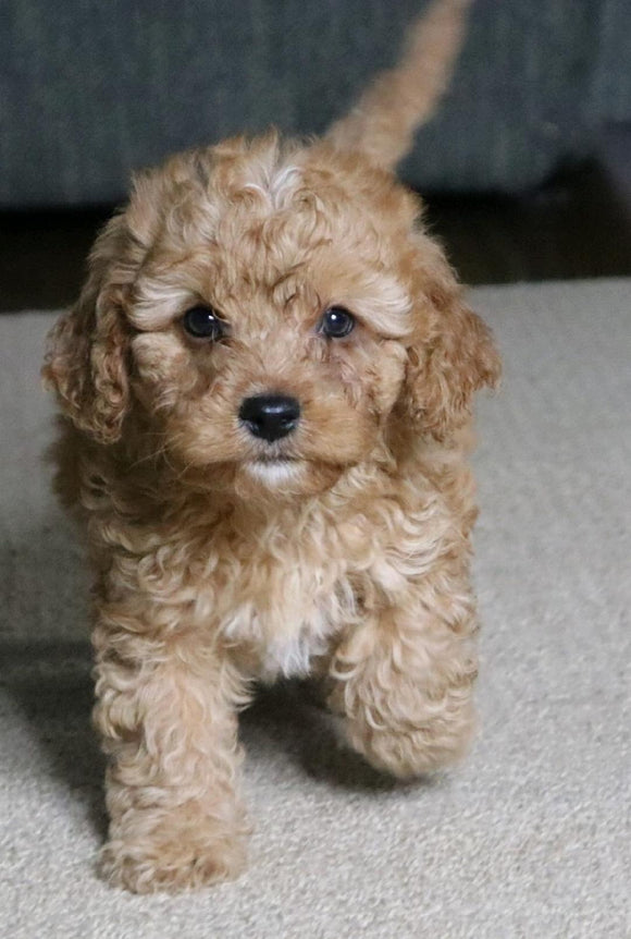 Cavapoo For Sale Fredericksburg, OH Male- Chase