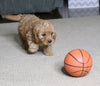 Cavapoo For Sale Fredericksburg, OH Male- Chase