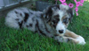 Australian Shepherd For Sale Baltic, OH Male- Chase