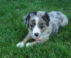 Australian Shepherd For Sale Baltic, OH Male- Chase