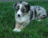 Australian Shepherd For Sale Baltic, OH Male- Chase