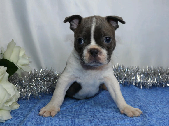 AKC Registered Boston Terrier For Sale Wooster, OH Male- Chase