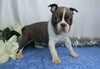 AKC Registered Boston Terrier For Sale Wooster, OH Male- Chase