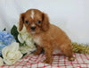 AKC Registered Cavalier King Charles Spaniel For Sale Wooster, OH Male- Chase