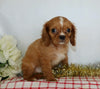 AKC Registered Cavalier King Charles Spaniel For Sale Wooster, OH Male- Chase
