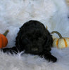 Cockapoo For Sale Fredericksburg, OH Male- Chase