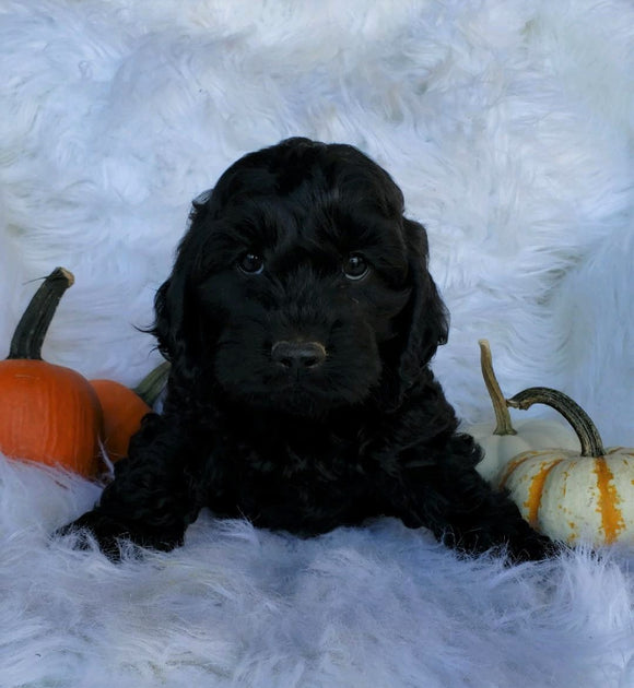 Cockapoo For Sale Fredericksburg, OH Male- Chase