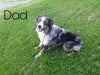 Australian Shepherd For Sale Baltic, OH Male- Connor *BLUE EYES*