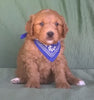 Mini Aussiedoodle For Sale Berlin, OH Male- Checkers