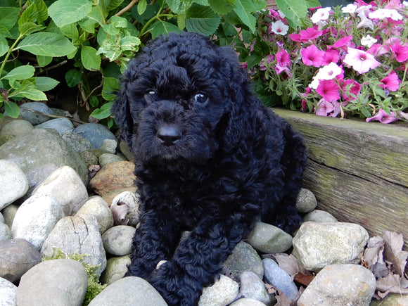 Mini Labradoodle For Sale Millersburg, OH Male- Chester