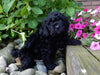 Mini Labradoodle For Sale Millersburg, OH Male- Chester