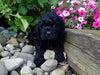 Mini Labradoodle For Sale Millersburg, OH Male- Chester