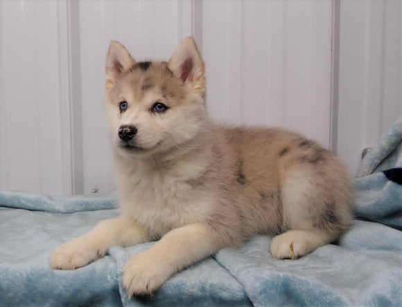 Pomsky Puppy For Sale Waynesburg, OH Female - Chloe