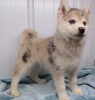Pomsky Puppy For Sale Waynesburg, OH Female - Chloe