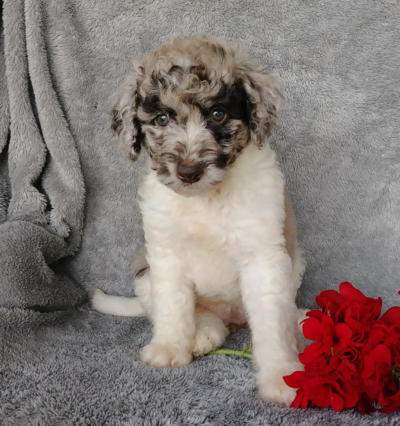 Mini Labradoodle For Sale Millersburg, OH Female- Chloe