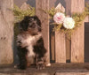 Mini Aussiedoodle For Sale Fredericksburg Female- Chloe