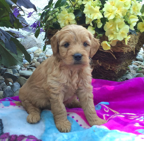 Mini Goldendoodle For Sale Fredericksburg, OH Female- Chloe